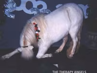 حصان, Miniature horse — الصورة 8