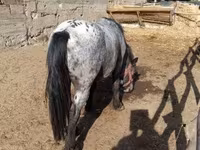 Kůň, Appaloosa — foto 3