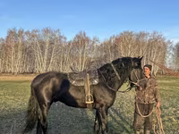 Cheval, Kustanai horse — photo 1