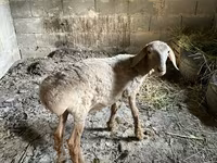 भेड़, Katum sheep — फ़ोटो 2