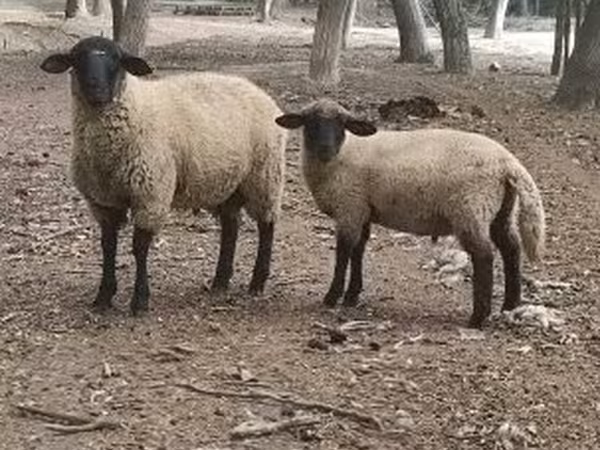 公羊, White Suffolk sheep