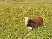 Vache, Ayrshire — photo 8