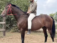 Hengst, Thoroughbred horse — Foto 1