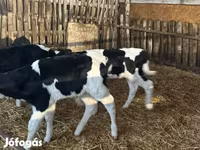 ثور, Russian Black pied cattle — الصورة 6
