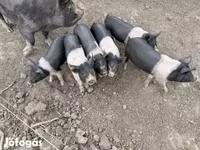 मादा सूअर, Беркшир — फ़ोटो 2