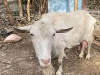 Ziege, Fergana goat — Foto 5
