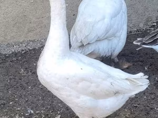Geese