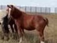 Cheval, Chevaux — photo 8