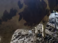 Buğa, Simmental cattle — foto 3