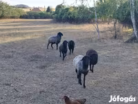雌羊, Karakul sheep — 写真 2
