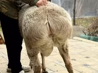 Bélier, Moutons — photo 4