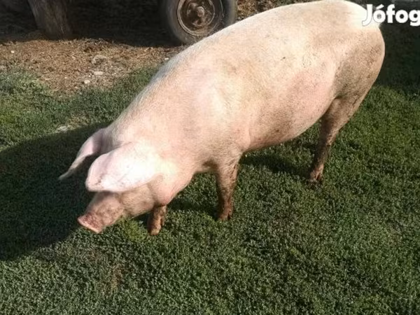 Sow, Австралийская дикая