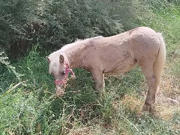Jument, Chevaux