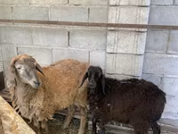 मेढ़ा, Small-tailed Han sheep — फ़ोटो 3
