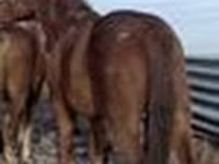 حصان, Kustanai horse — الصورة 4