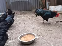 Australorp — Foto 7