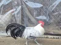 ब्रेकल — फ़ोटो 2