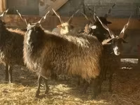 Sheep, Racka sheep — photo 1