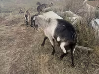 Cabro, Alpine goat — foto 2