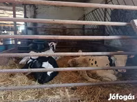 Bulle, Russian Black pied cattle — Foto 2