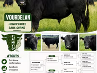Taureau, Aberdeen-Angus — photo 3