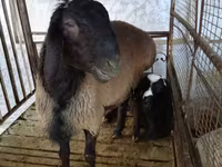 Ram, Blackheaded Persian sheep — photo 1