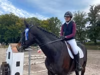Cavalo, Belgian warmblood horse — foto 6