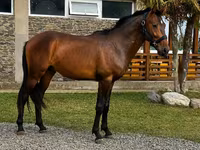 Kůň, Karachay horse — foto 1