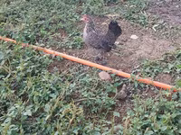 Chickens — Foto 7