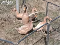 أوربنغتون — الصورة 3