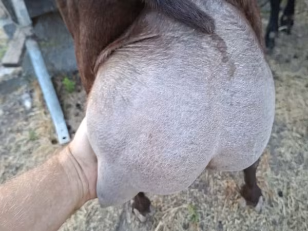 बकरा, Murcia-Granada goats