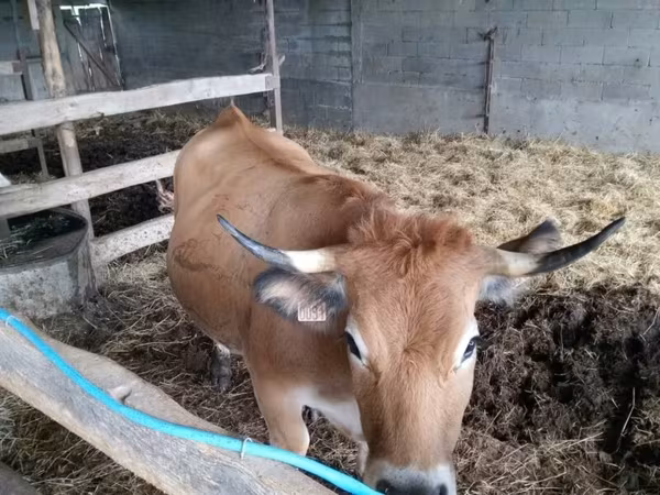 Vache, Aubrac cattle