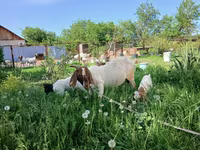 Goat, Boer goat — photo 2