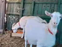बकरी, Saanen goat — फ़ोटो 4