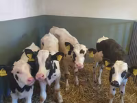 Touro, Raça Holstein — foto 2