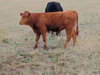 Vache, Ukrainian grey cattle — photo 1