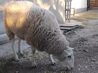 भेड़, भेड़ — फ़ोटो 3