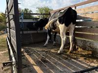 Vache, Russian Black pied cattle — photo 1