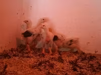 Chickens — Foto 7