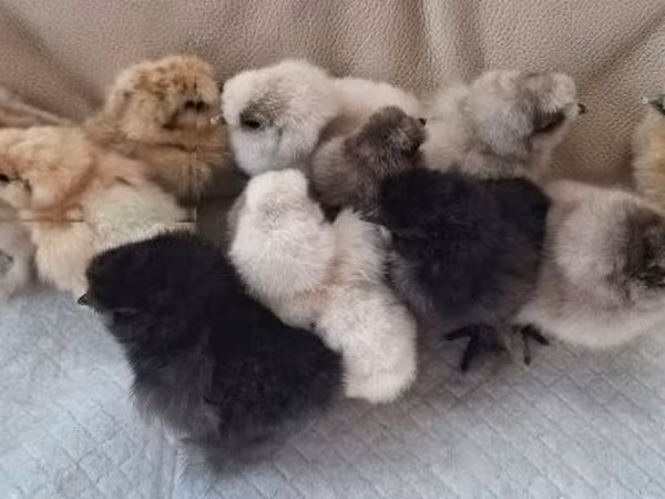 Poule soie
