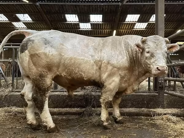 Taureau, Race de vache
