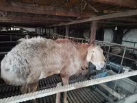 公羊, Edilbay sheep — 照片 7