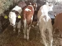 Taureau, Simmental cattle — photo 2
