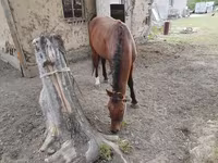 حصان, Karachay horse — الصورة 3