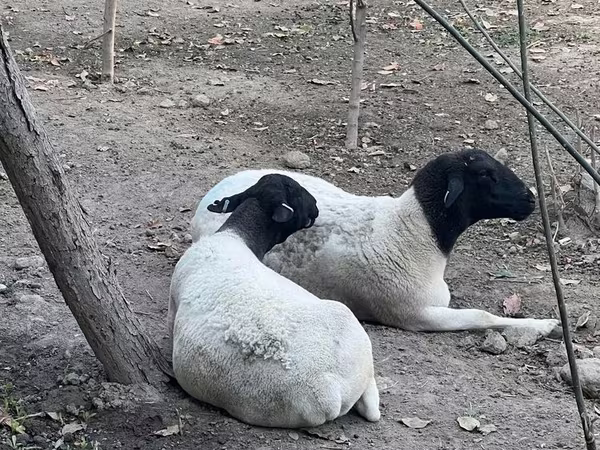 Sheep, Dorper sheep