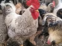 Leghorn — Foto 4