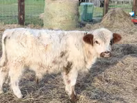 Taureau, Vache galloise — photo 1