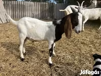 Bode, Saanen goat — foto 7