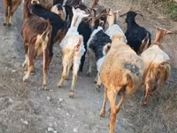 Cabra, Damask goat — foto 7