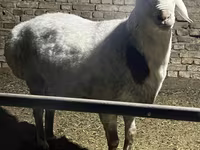 Bélier, Afghan Arabi sheep — photo 1